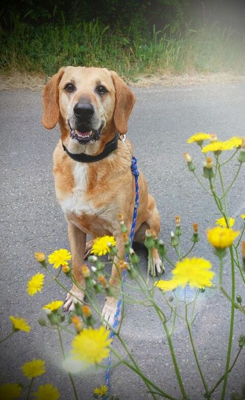 IGLOO, labrador sable 13 ans SAUVETAGE 0 30300 Beaucaire