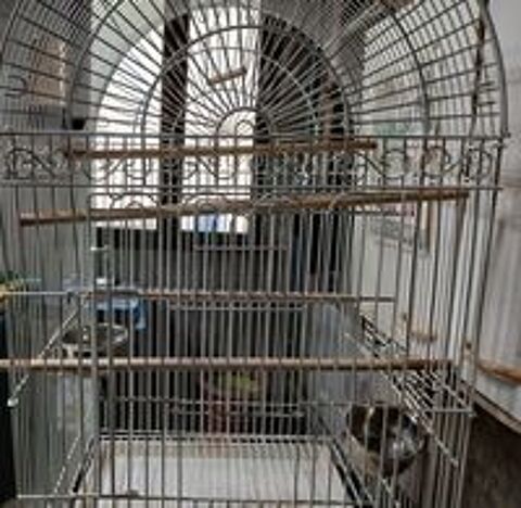   cage oiseaux  