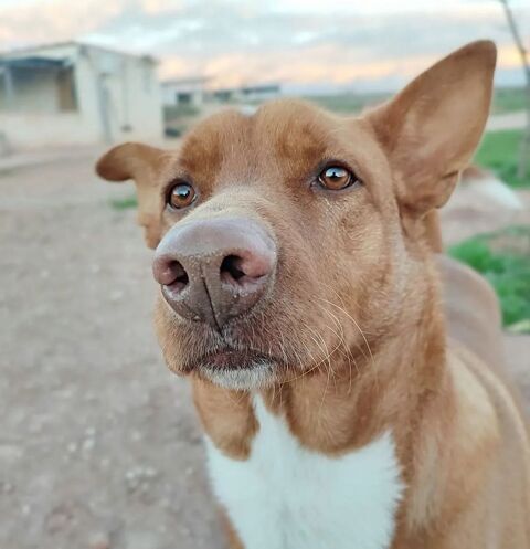 TOBBY 320 27620 Gasny