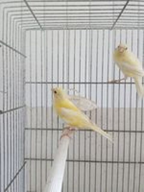   Canaris jaunes 