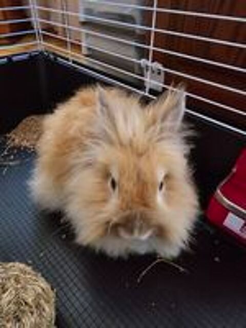   LE TOUT , LAPIN. NAIN ANGORA 2 ANS ET CAGE. 1m20 