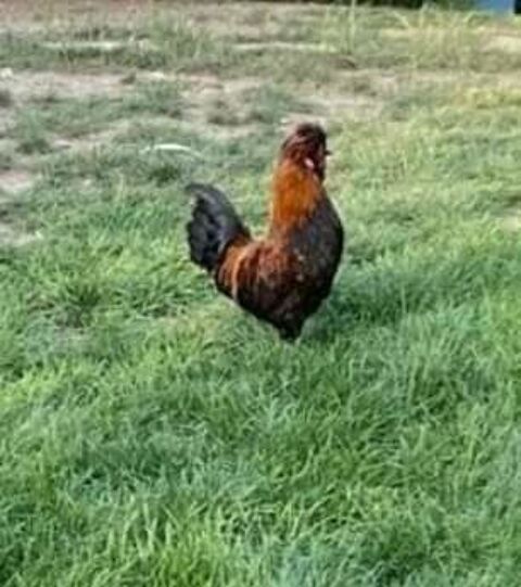 Coqs nain cherche poulettes avec qui vivre 0 84190 Vacqueyras