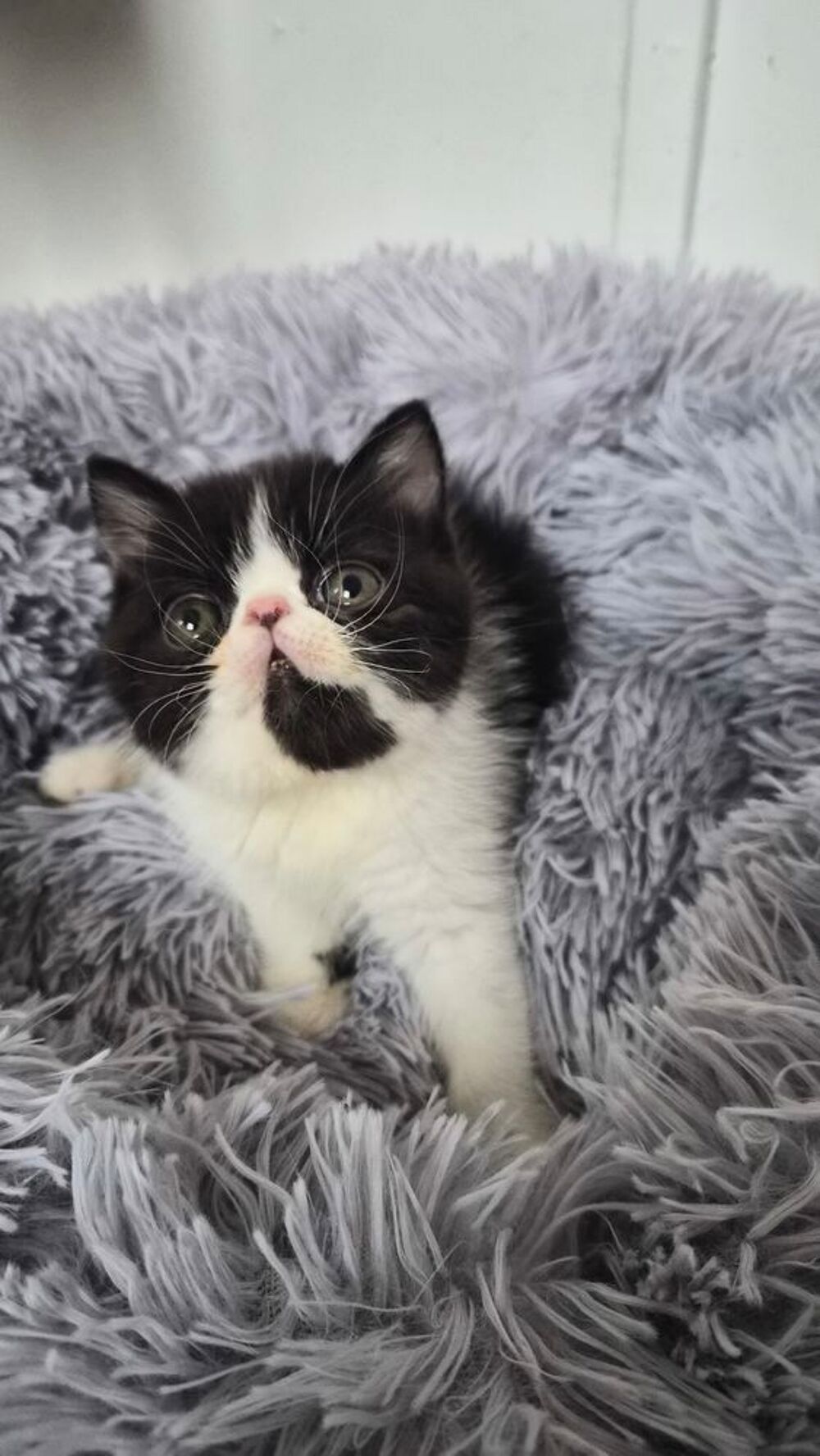   Chatons persan exotic shorhair  