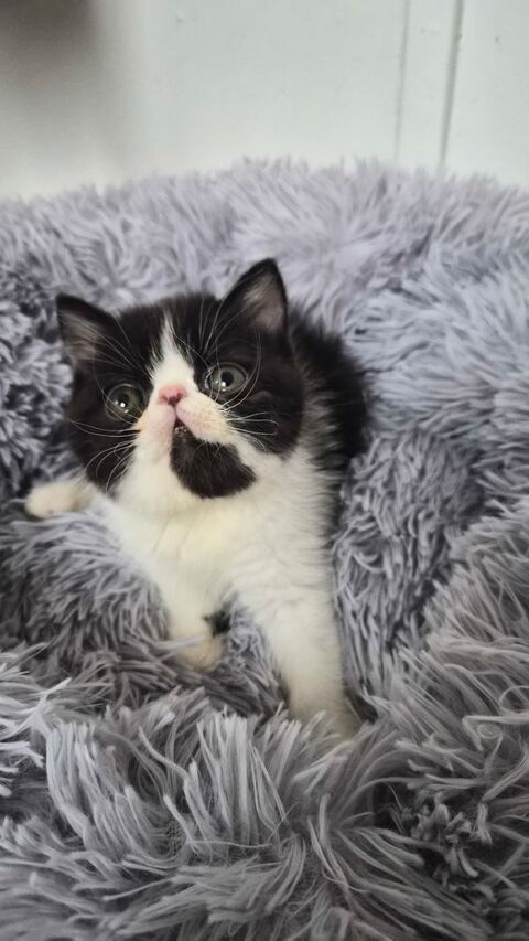 Chatons persan exotic shorhair 1200 86430 Luchapt