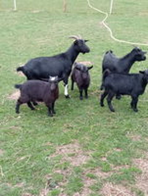   Bonjour je des ch�vres 