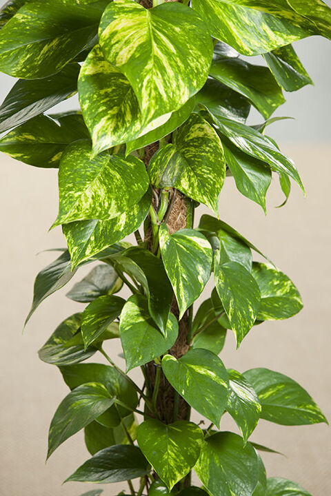 plante pothos d'intérieur Saint-Orens-de-Gameville (31)