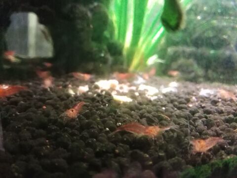guppy femelles et males + crevettes type red cherry 1 94350 Villiers-sur-marne