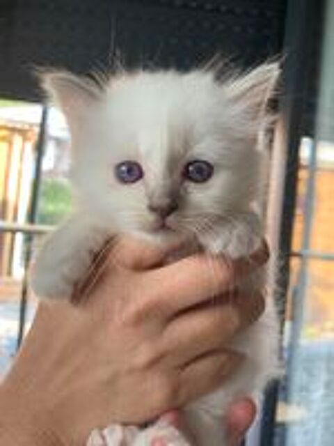   Adorables chatons sacré de birmanie 