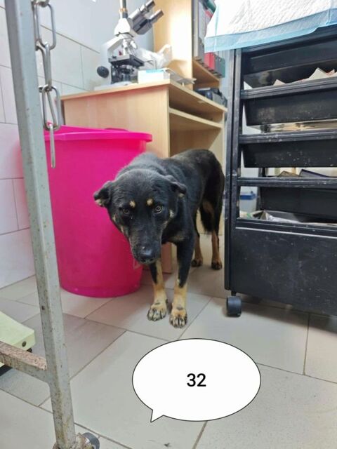 Hina à l'adoption 300 40000 Mont-de-marsan