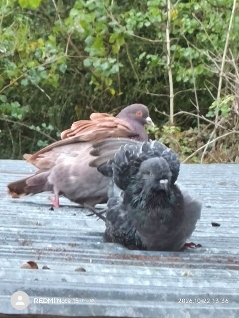 Couple de pigeon de chair 20 85300 Soullans
