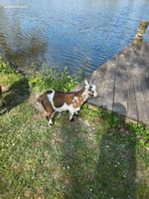   Bouc nain de 5 mois 