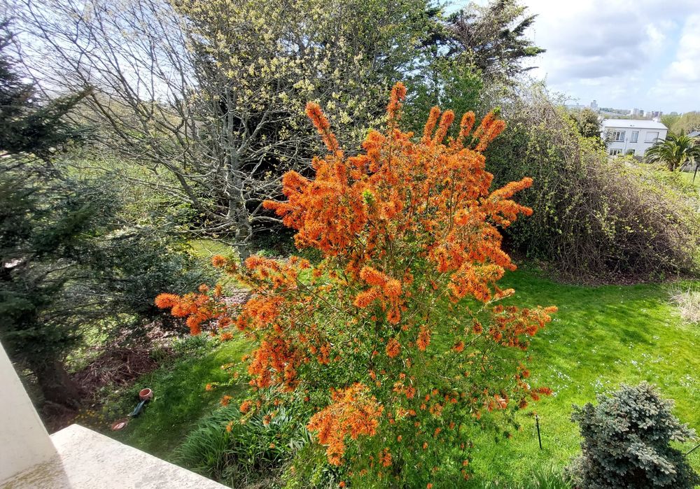 Vente Maison Maison En pierre 160 m² et Terrain 2 175m² en zone protégé Guipavas