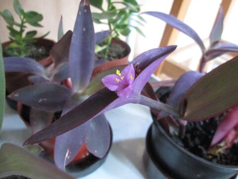 Misres pourpres 3 pieds pour 3 euros 3 Herblay (95)