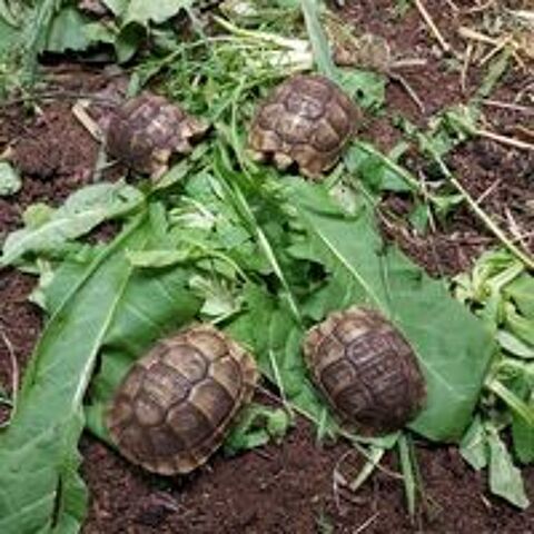   TORTUES AIN 