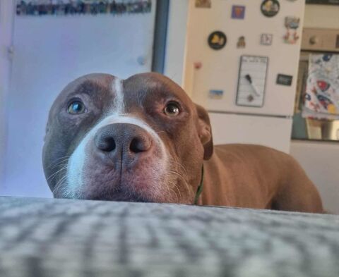 TATUM, le gentil loulou 350 77000 Livry-sur-seine