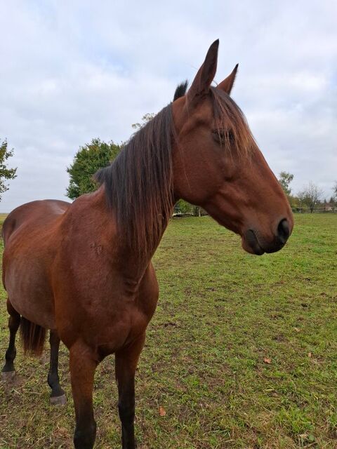 JUMENT TROTTEUR FRANCAIS  1500 52700 Andelot-blancheville