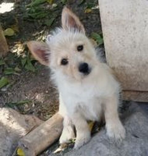   SYMPATHIQUE TERRIER D'ECOSSE 