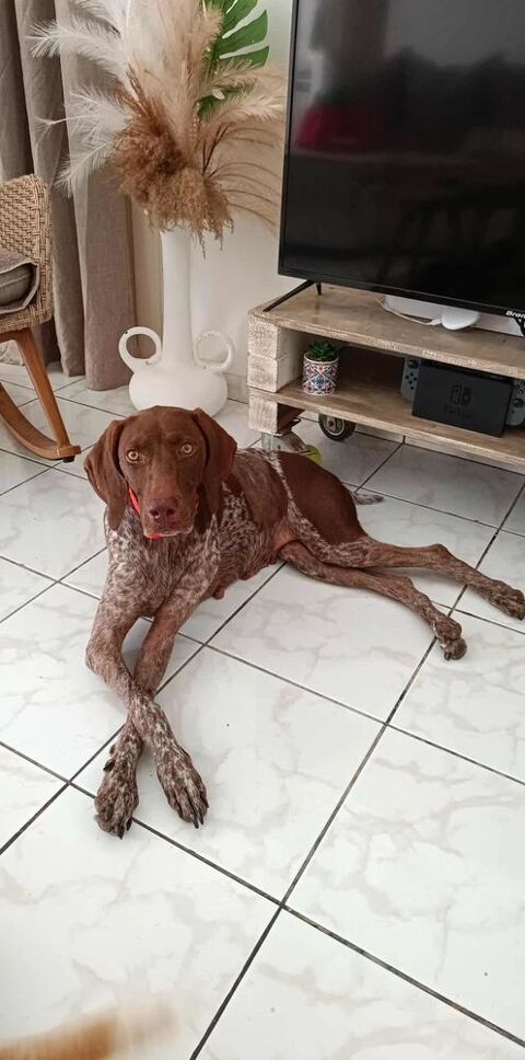 Kiara, la belle x Setter 350 41000 Blois