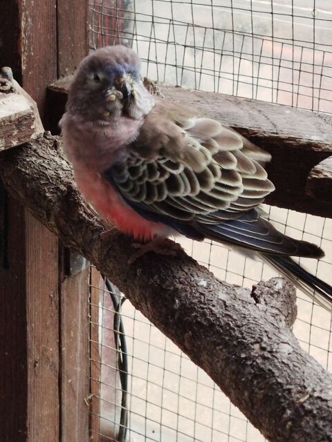 Bourke 60 34290 Valros