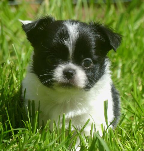 Chihuahua 1100 91650 Breuillet