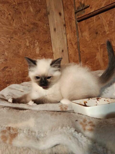 CHATON Birman 750 89340 Villeneuve-la-guyard
