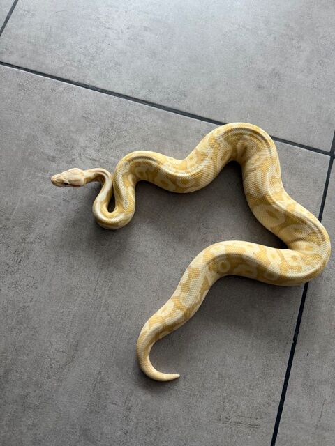 Python regius femelle coralglow enchi Mojave Het ghost 260 44140 Le bignon