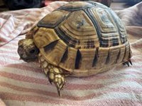   Tortue graeca de 4/5ans  