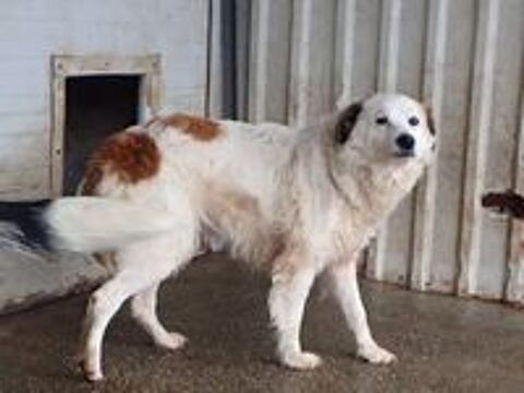   Mandragore � l'adoption 