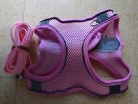   Harnais + laisse pour chien ? 