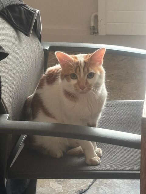 NOE SE TROUVE EN FAMILLE D'ACCUEIL PARIS 18 0 75018 Paris