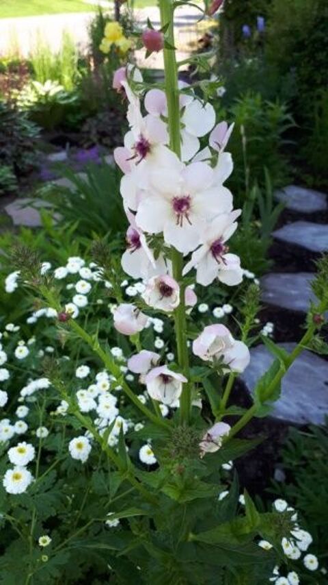 Verbascum blanc  graines Sainte-Genevi�ve-des-Bois (91)