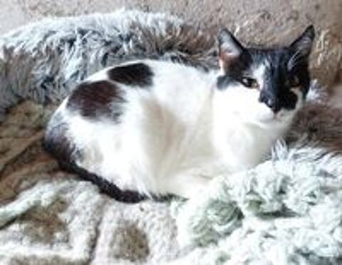   Jojo gentil chat noir et blanc oublie a adopter 