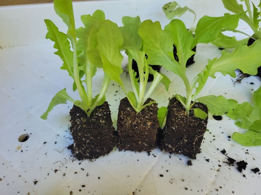 Plants mottes de salades Jardin