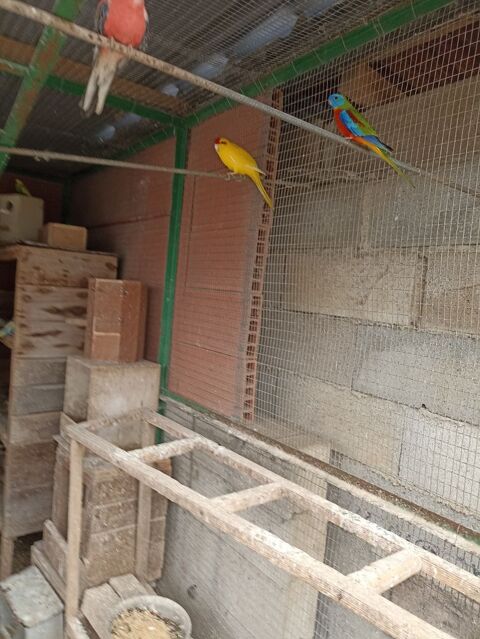 Recherche oiseau turquoisine et kakariki  30 81300 Graulhet