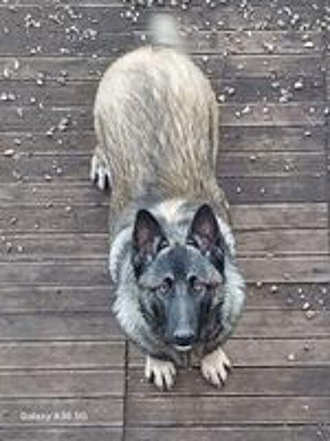   A donnnner chienne malinoise  