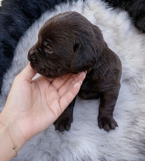 Chiot labrador chocolat 950 57580 Flocourt