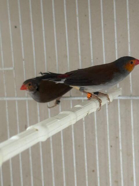 Oiseau couple exotique rare 120 93330 Neuilly-sur-marne