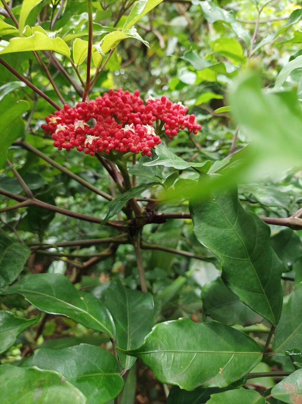 plantes Jardin