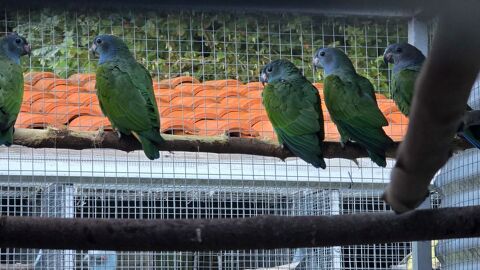 perroquet pione tete bleue 350 65390 Aurensan