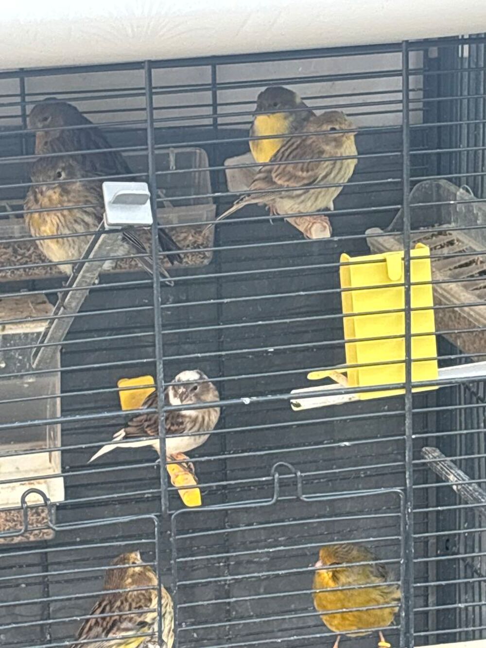   Canaris de l année mâle femelles en très bonne santé  