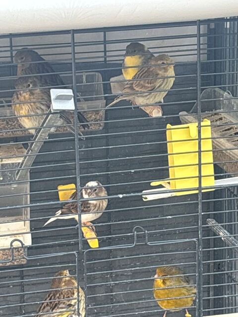 Canaris de l ann&eacute;e m&acirc;le femelles en tr&egrave;s bonne sant&eacute; 15 14100 Lisieux