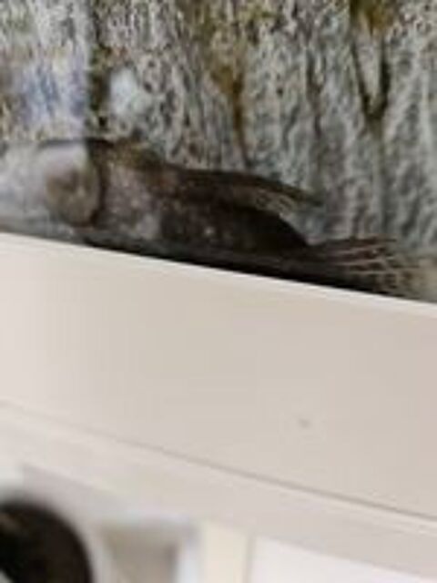   Poissons ancistrus  