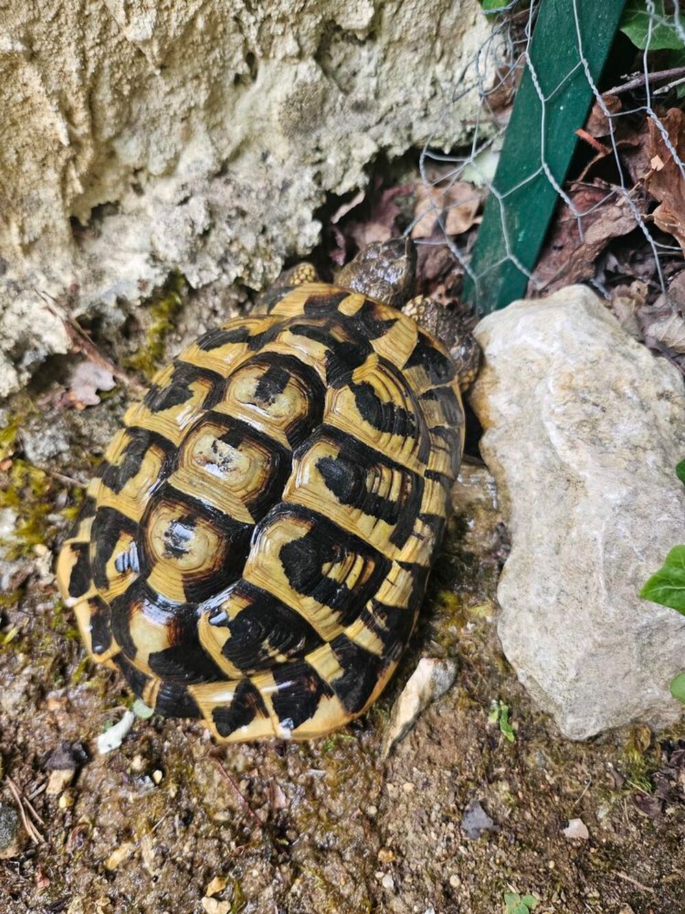   Deux tortues de 12 ans (mâle et femelle)
