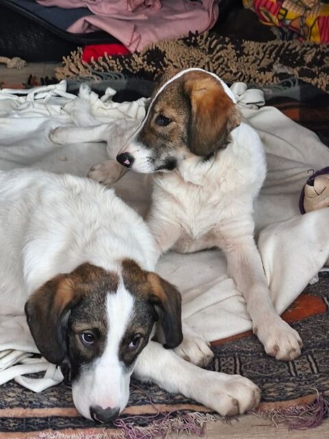 VICKY et VERA 0 75018 Paris