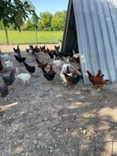   Poules pondeuses pure race 