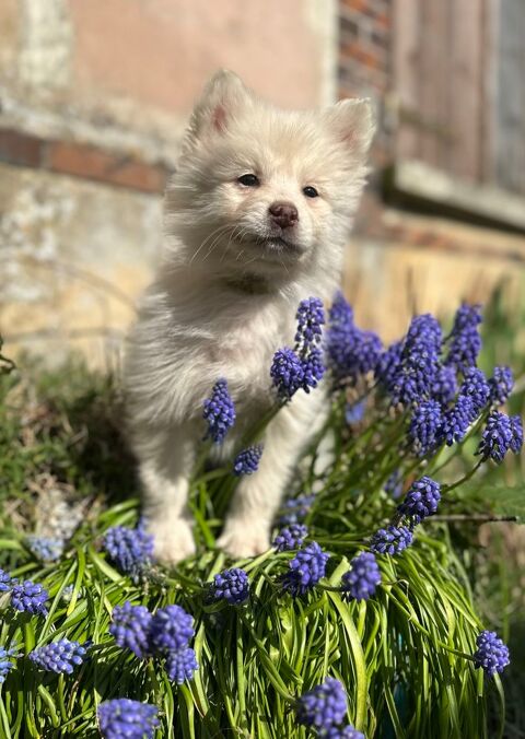 Chiots  mini Pomsky f3 facilit&eacute;es de paiement possible 1500 78490 Montfort-l'amaury