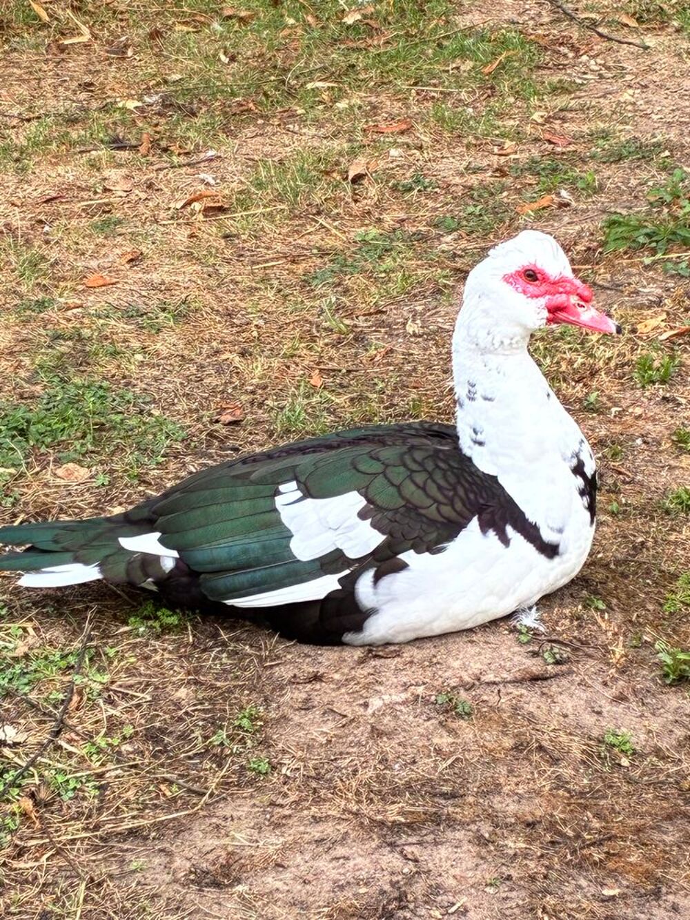   Canard de barbarie mâle 