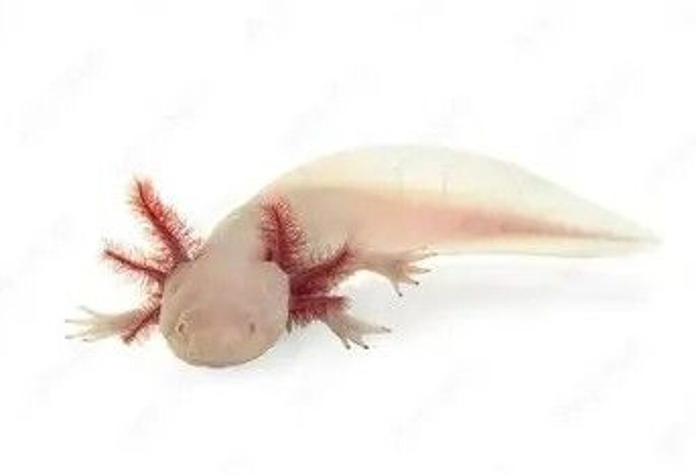   Axolotls blancs 