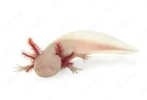 Axolotls blancs 29 04700 La brillanne