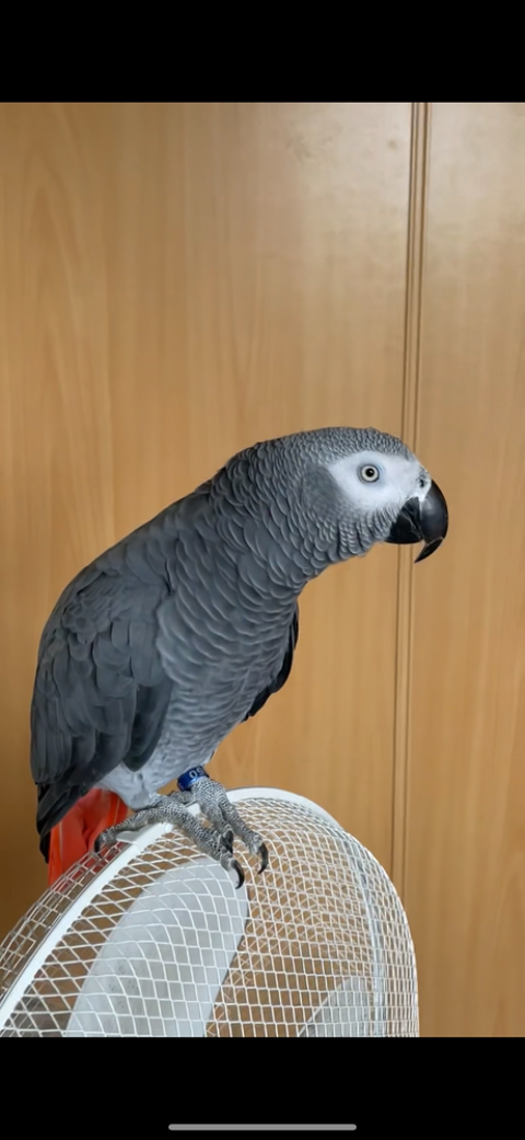 Gris du Gabon 1100 69120 Vaulx-en-velin